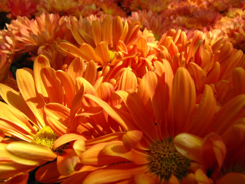 Chrysantheme gehört zu den Spätblühern