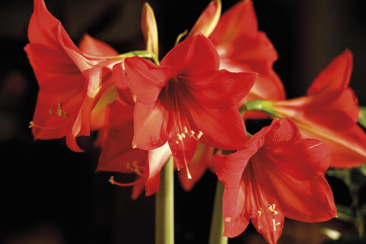 Amaryllis