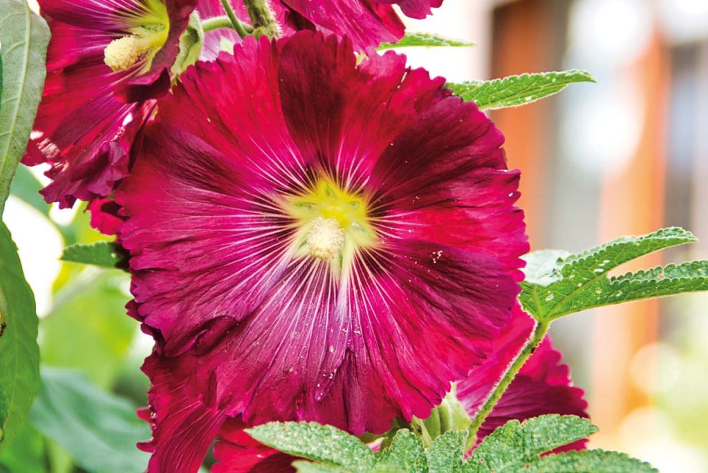 Stockrose